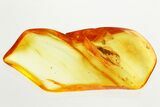 Detailed Fossil Leafhopper (Cicadellidae) In Baltic Amber #357872-1